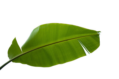 绿叶做背景和墙纸