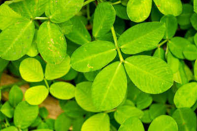 铺上草叶的一种扁豆花生(Arachis pintoi Krap)。和格雷格)是草本植物