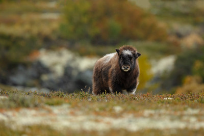 麝牛(Ovibos moschatus)，也拼为麝牛和麝牛站在秋天颜色的挪威Dovrefjell。