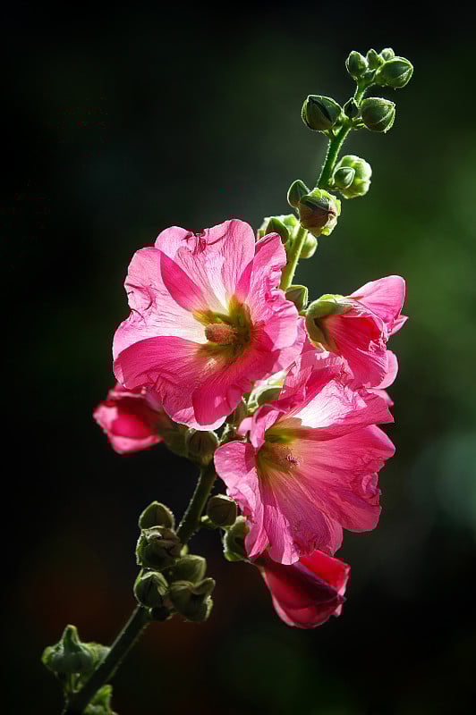 花