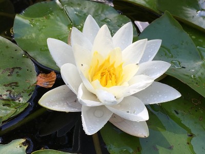 白色的睡莲