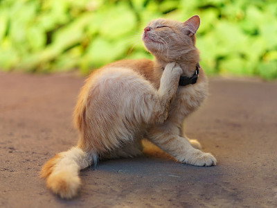 瘙痒红色的猫