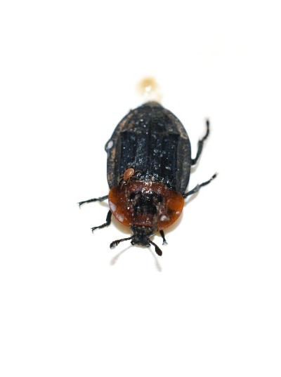 Oiceoptoma thoracicum