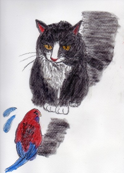 一只家猫和一只澳大利亚本土鸟的插画。
