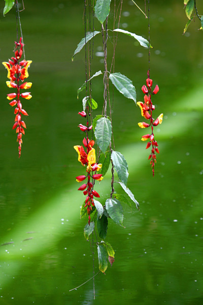 水生植物