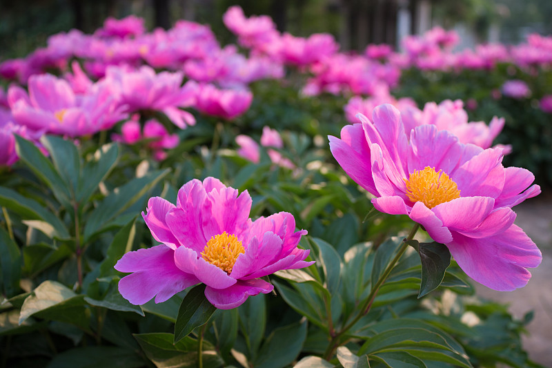 芍药属花