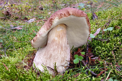 森林里的白色蘑菇