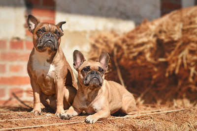 一对法国斗牛犬在干草堆之间
