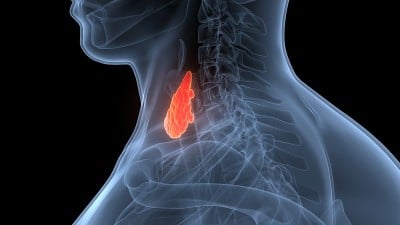 人体腺体甲状腺解剖学