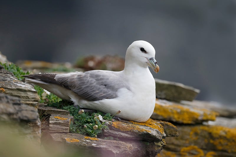 管鼻藿,Fulmarus glacialis