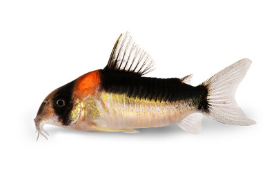 热带水族鲶