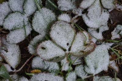 12月，绿黄色叶子的草莓树丛上覆盖着白色的小雪。