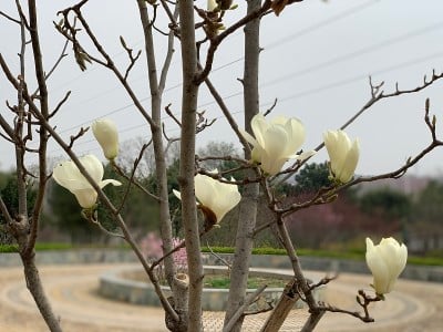 白玉兰灰色的天空
