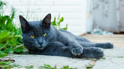 灰色的猫