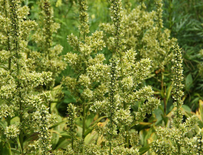假Helleborine (Veratrum专辑)- wei# 223;er Germer