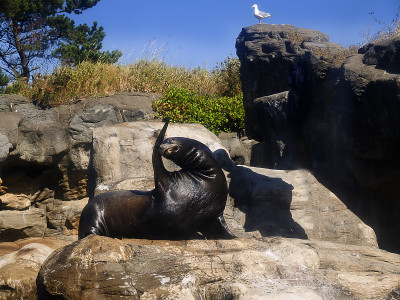海狮在俄勒冈海岸水族馆在美国俄勒冈新港