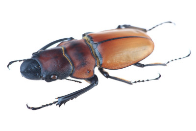 甲壳虫(Odontolabis sommeri)