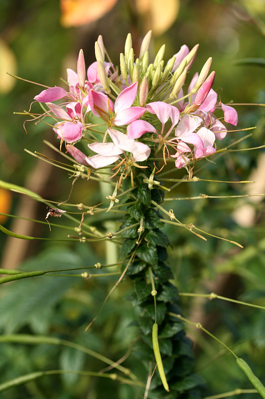 醉蝶花属