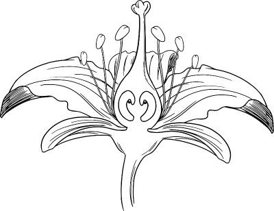 虎莲花轮廓