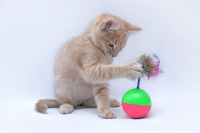 一只小红猫在一个明亮的背景上