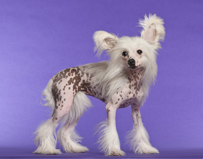 中国冠毛犬，9个月大，站在紫色背景下