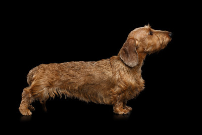 腊肠犬的摄影