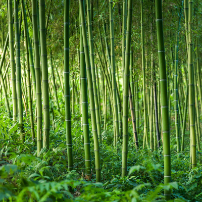 竹林