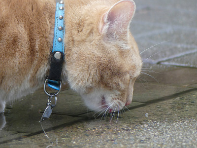 可爱的橙色家猫喝水街