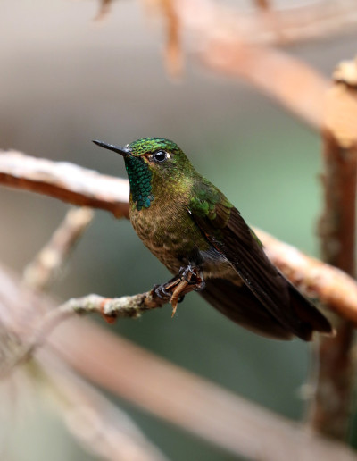 tirian Metaltail, Pichincha，厄瓜多尔