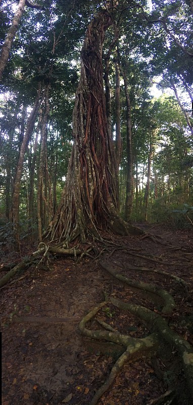 生长在热带雨林中与藤本植物纠缠在一起的巨大无花果树