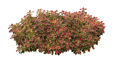 深红色的叶子与明亮的绿色黄色边缘的热带花园彩叶(画荨麻或穷人的巴豆)植物灌木孤立在白色的背景，修剪路