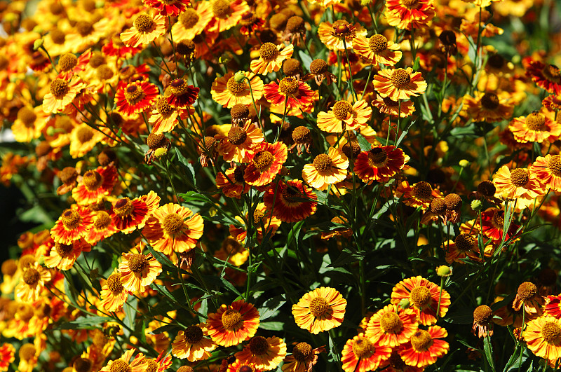 花