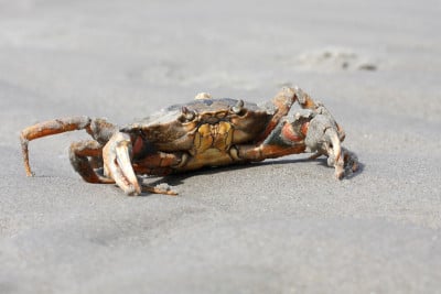 海岸蟹