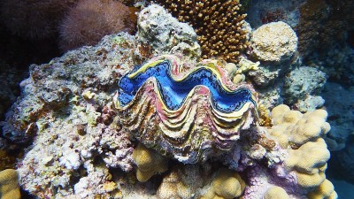 最大蚌，海洋生物