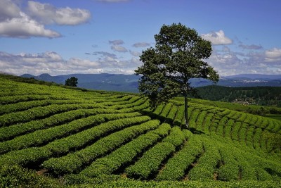 高原绿茶农场