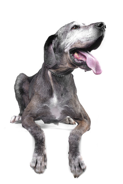 这是一只可爱的大丹犬