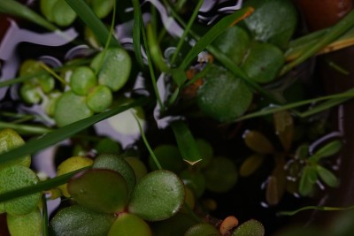肉质植物，有圆形肉质叶子，地上有草本植物和积水