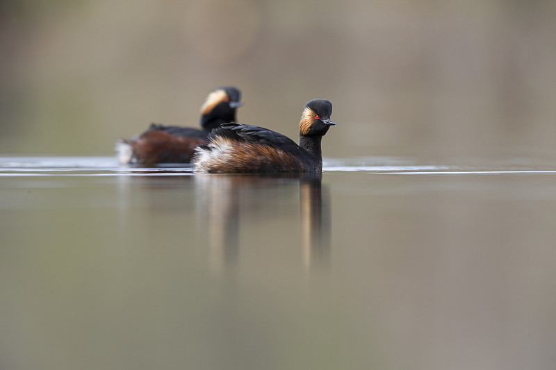 一对黑颈鸊鷉(Podiceps nigricollis)在荷兰一个城市的池塘里游泳。