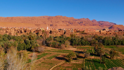 Green oasis with fields and date palm trees in the
