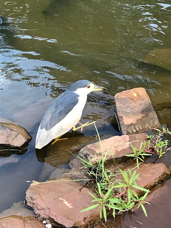 虎尾草