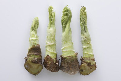 味蕾