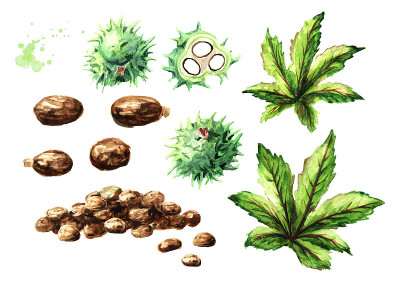 绿色蓖麻豆，叶和种子集合。水彩手绘插图孤立的白色背景