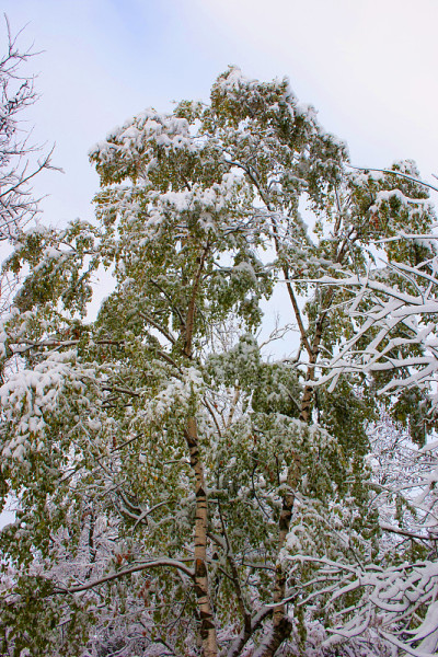 树枝在雪地里。冬天的第一场雪
