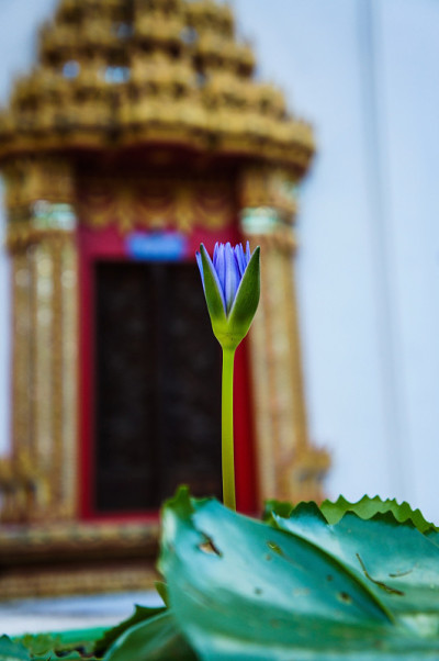 莲花
