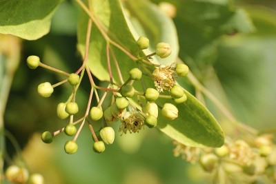 椴木水果