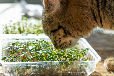 猫在嗅草。在塑料托盘中种植微绿。为素食生态食品发芽的种子。窗台上有花园。有机友好的概念。城市农场