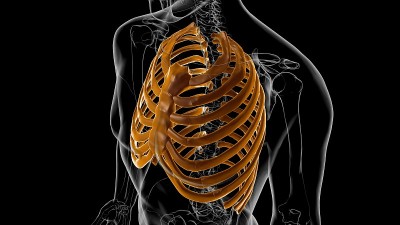 人体骨骼解剖肋骨笼3D渲染