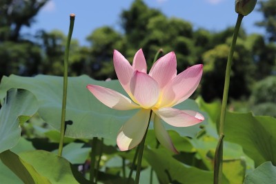 荷花和花瓣日本