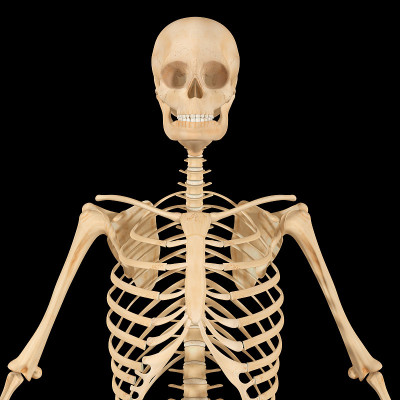 Skeleton_half