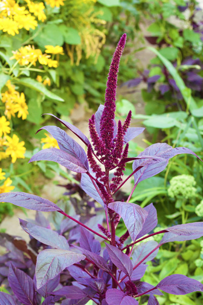 红苋菜(Amaranthus cruentus)